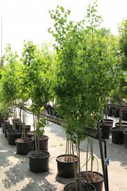 QUAKING ASPEN TREE 10gal