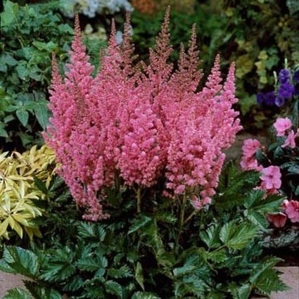 VISION IN PINK ASTILBE 1gal