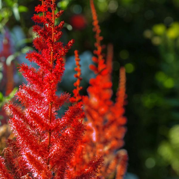Vision In Red Astilbe (Astilbe chinensis 'Visions in Red') - 1 gallon