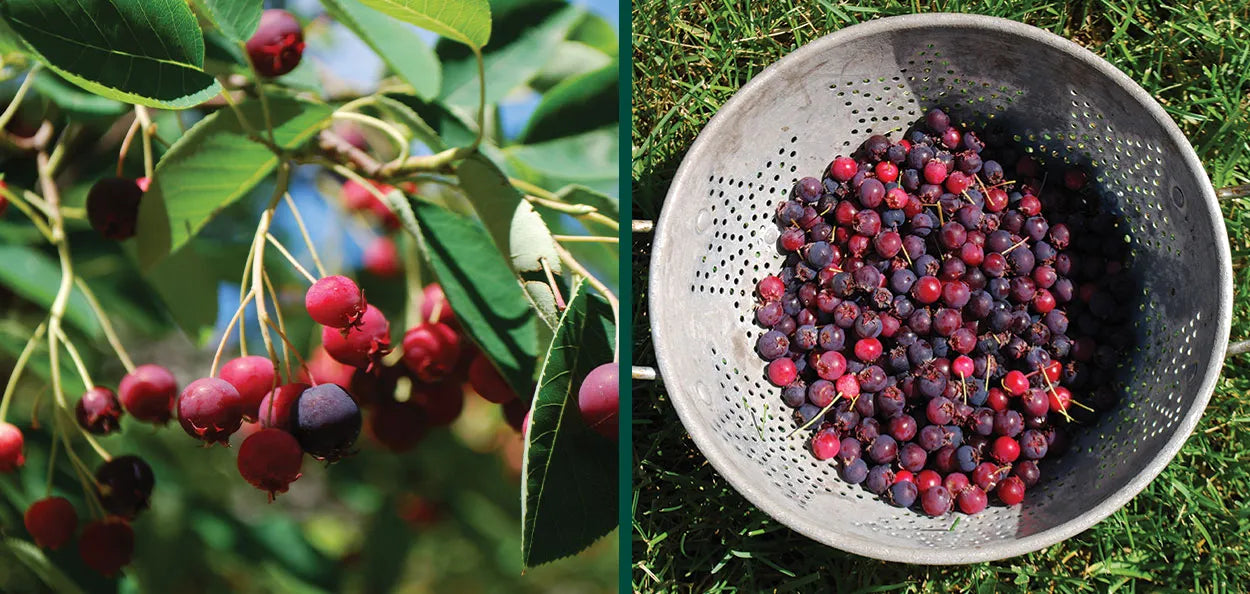 AUTUMN BRILLIANCE SERVICEBERRY 5gal