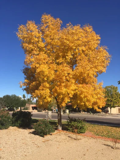 ARIZONA ASH TREE 5gal
