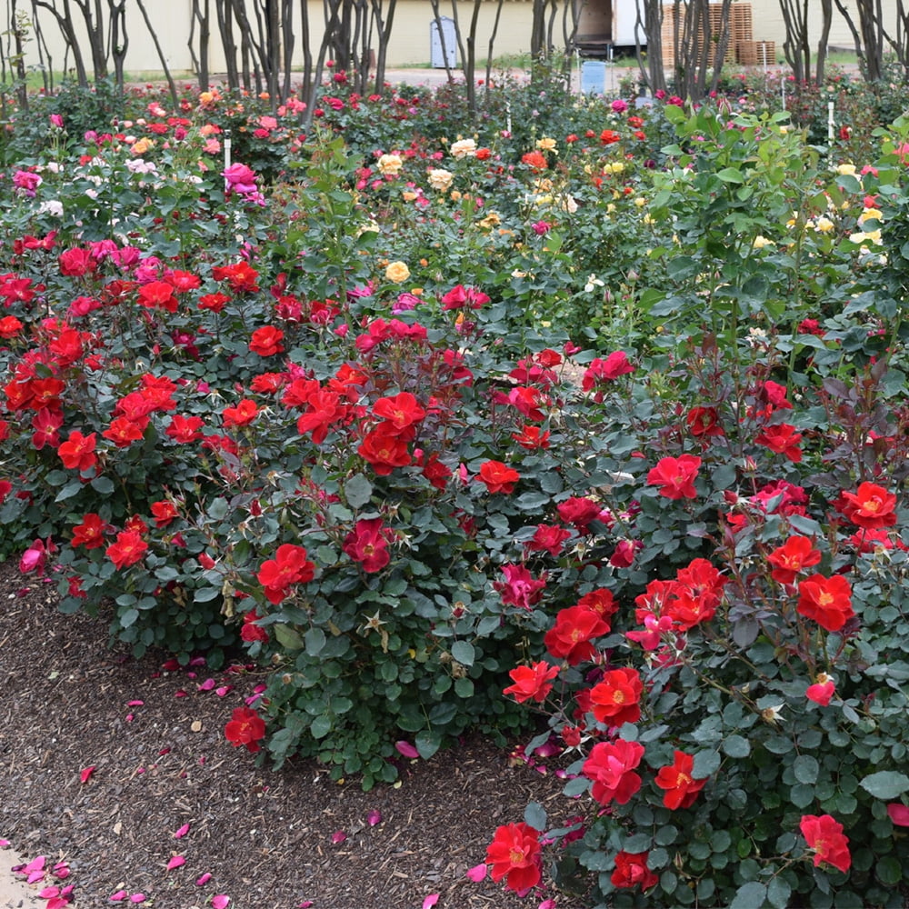 MIRACLE ON THE HUDSON ROSE 5gal