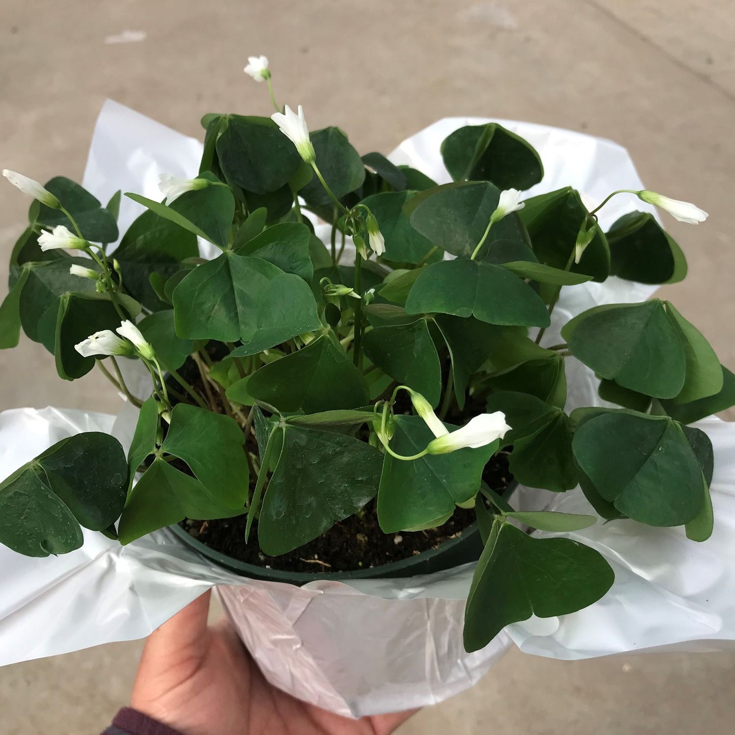 SHAMROCK 4in