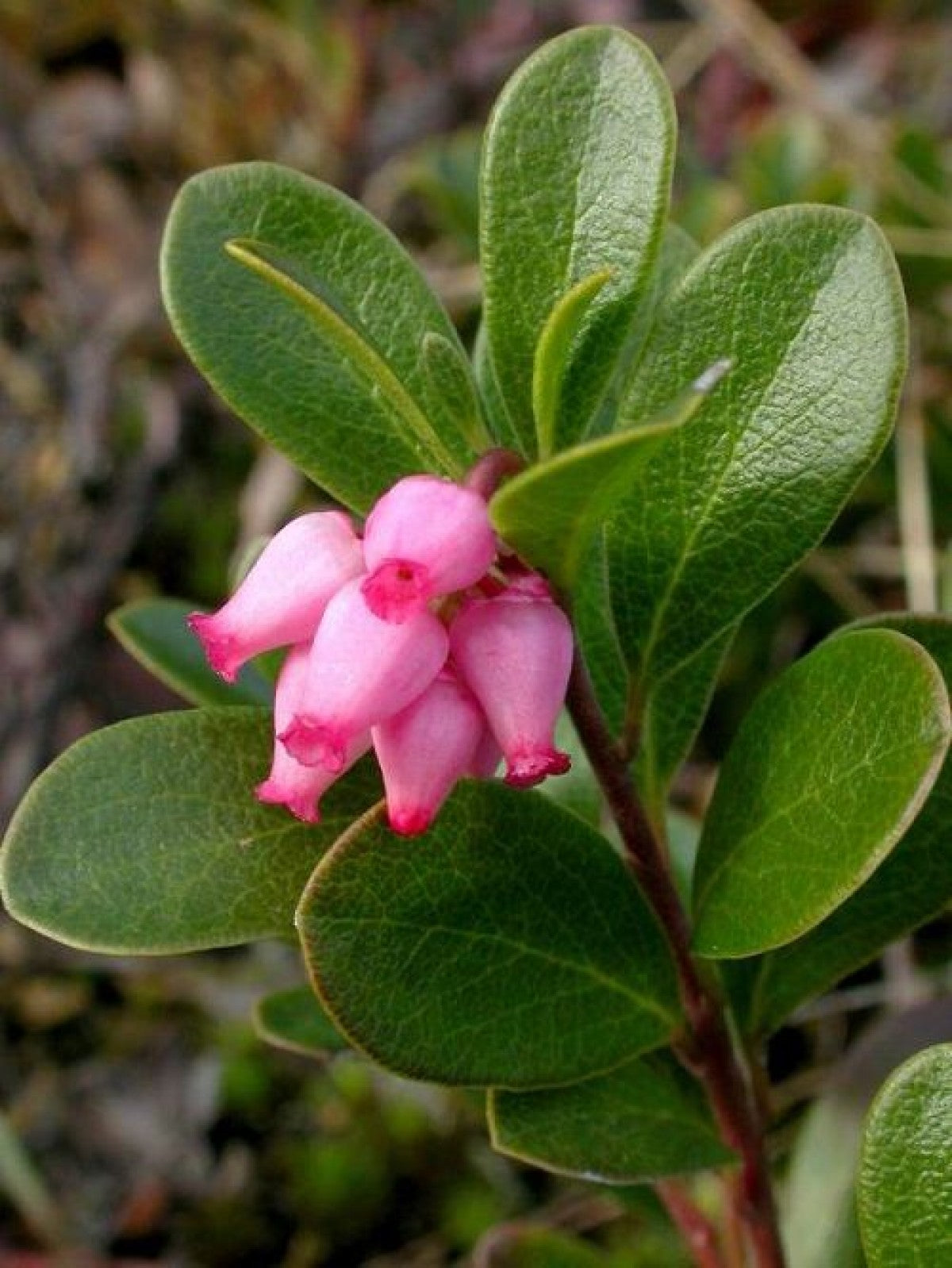 KINNIKINNICK MANZANITA 1gal
