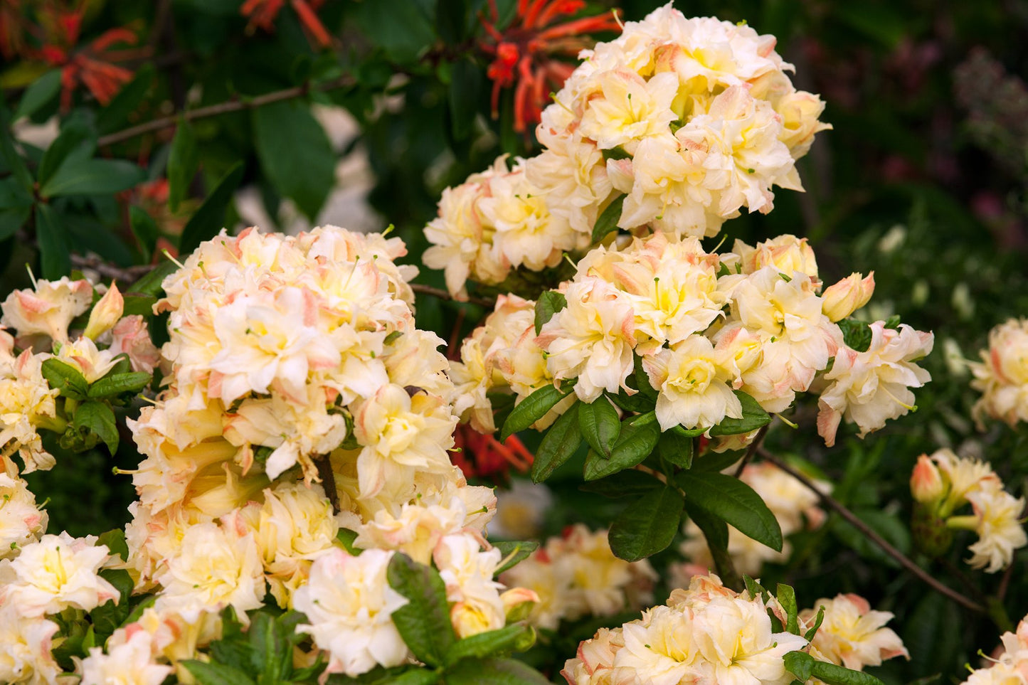 CANNONS DOUBLE AZALEA 3gal