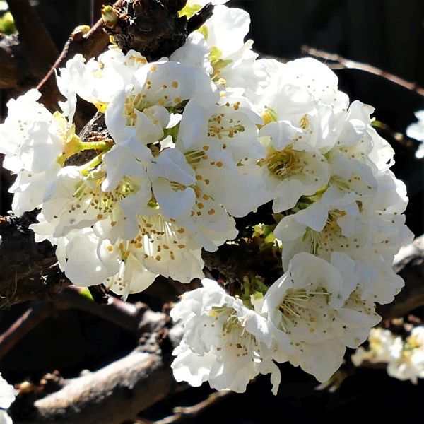 ELEPHANT HEART PLUM TREE 7gal