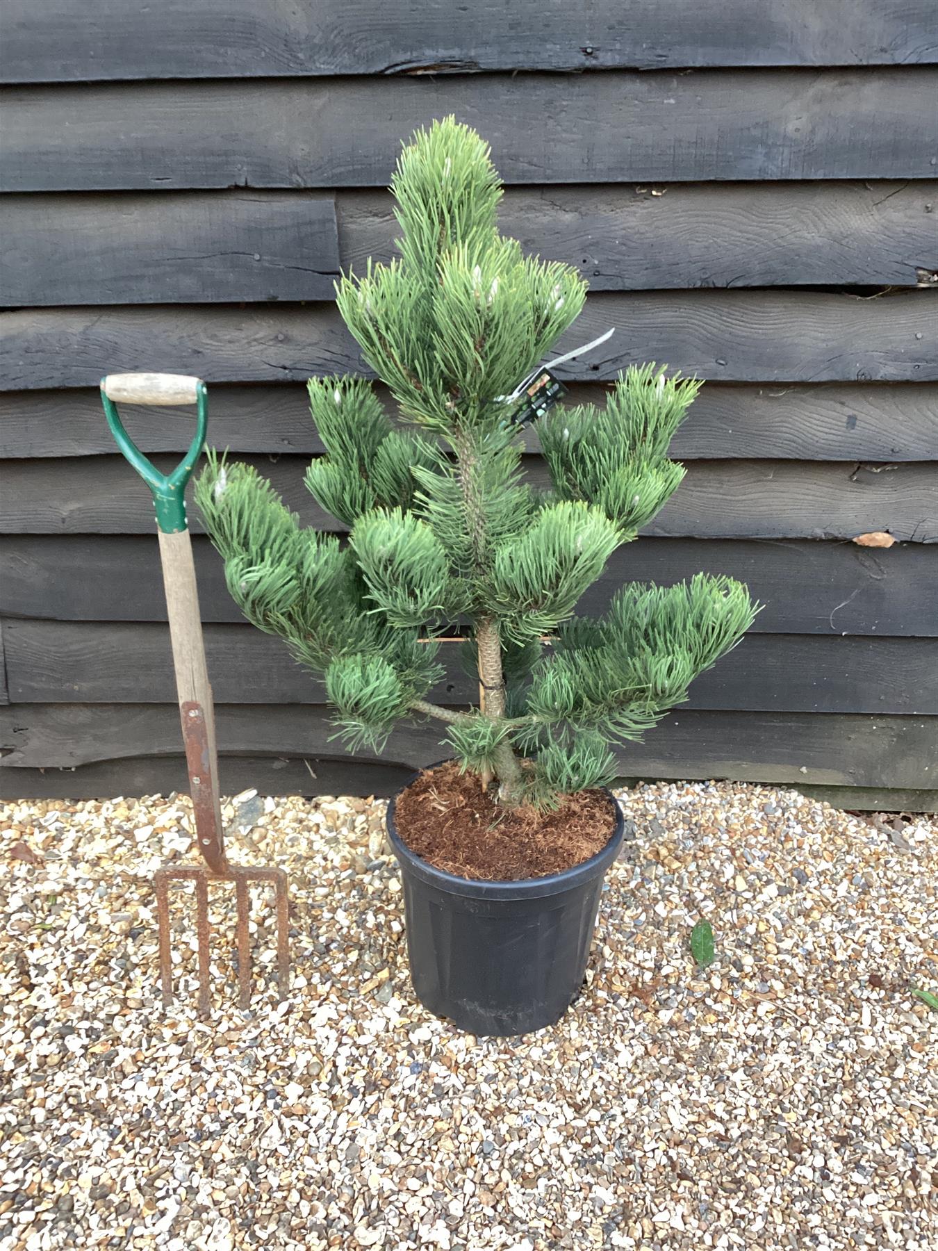 OREGON GREEN PINE TREE 3-4ft