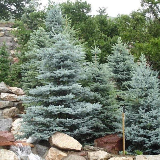 BLUE DIAMOND SPRUCE TREE 15gal
