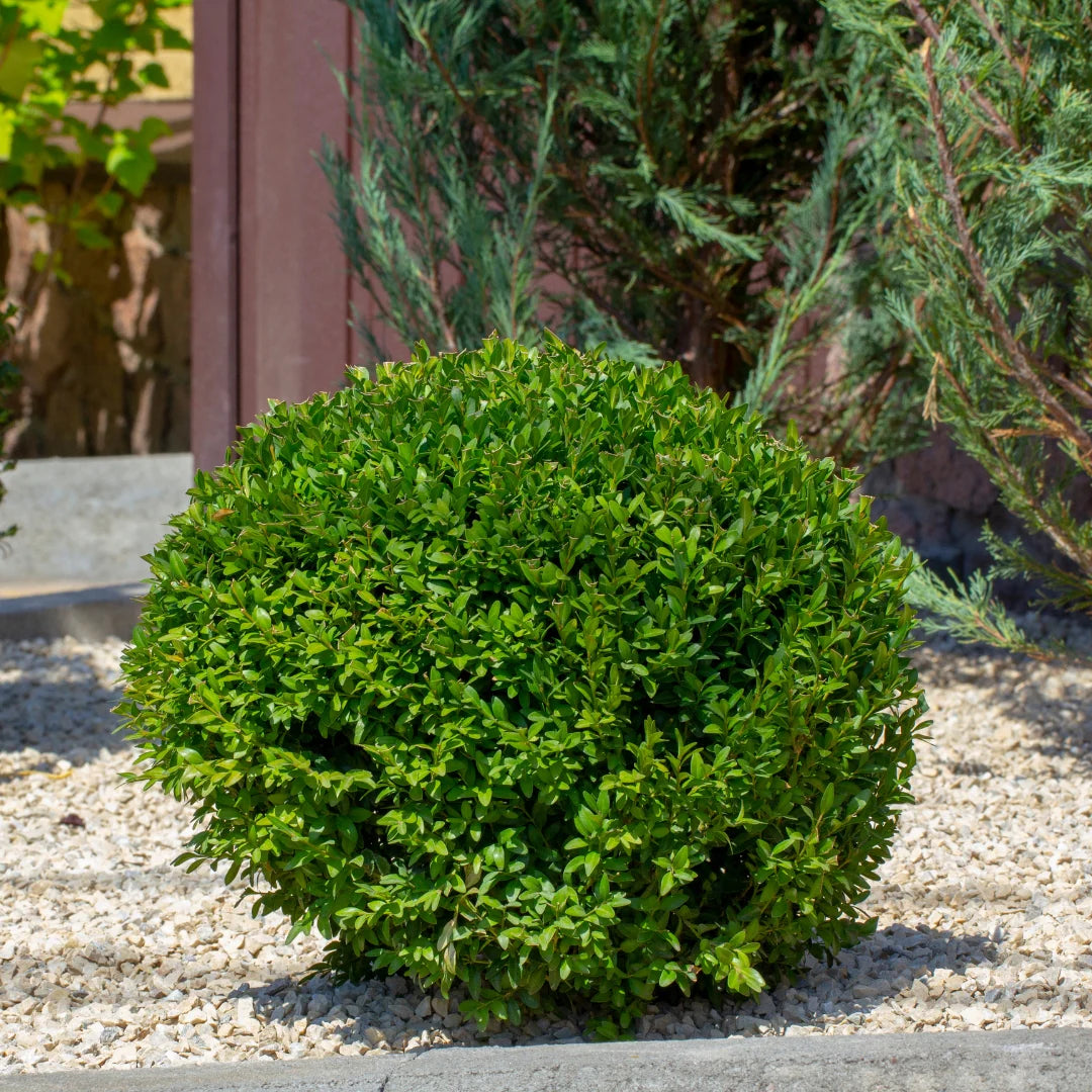 Green Gem Boxwood (Buxus microphylla 'Green Gem') - 2 gallon 10"