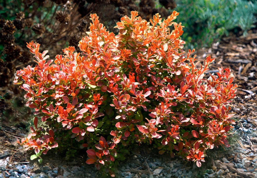 ADMIRATION BARBERRY 2gal