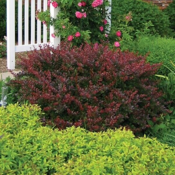 PYGMY RUBY BARBERRY 2gal