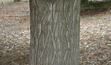 SENSATION BOXELDER MAPLE 15gal