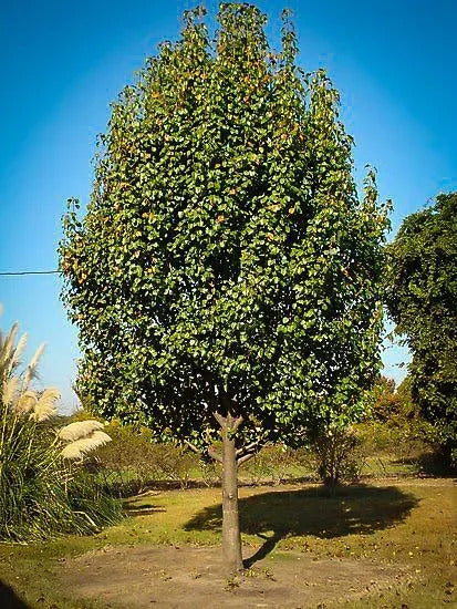 BARTLETT PEAR TREE 5gal