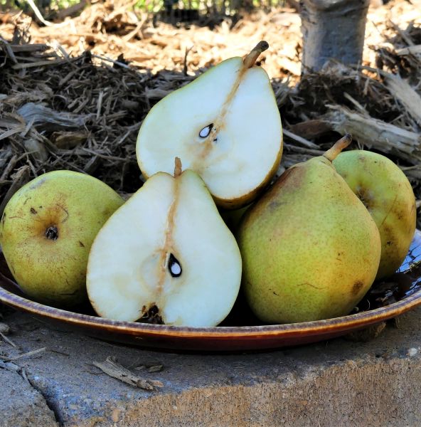 COMICE PEAR TREE 7gal