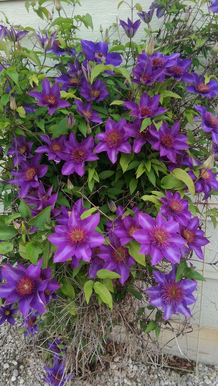 STARRY NIGHTS CLEMATIS 1gal