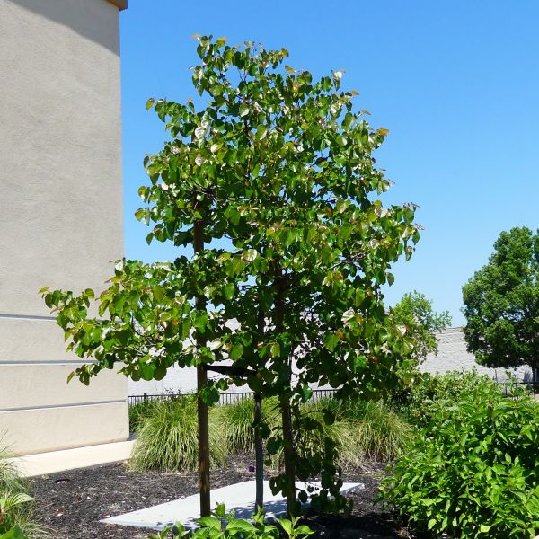 OKLAHOMA REDBUD TREE 5gal