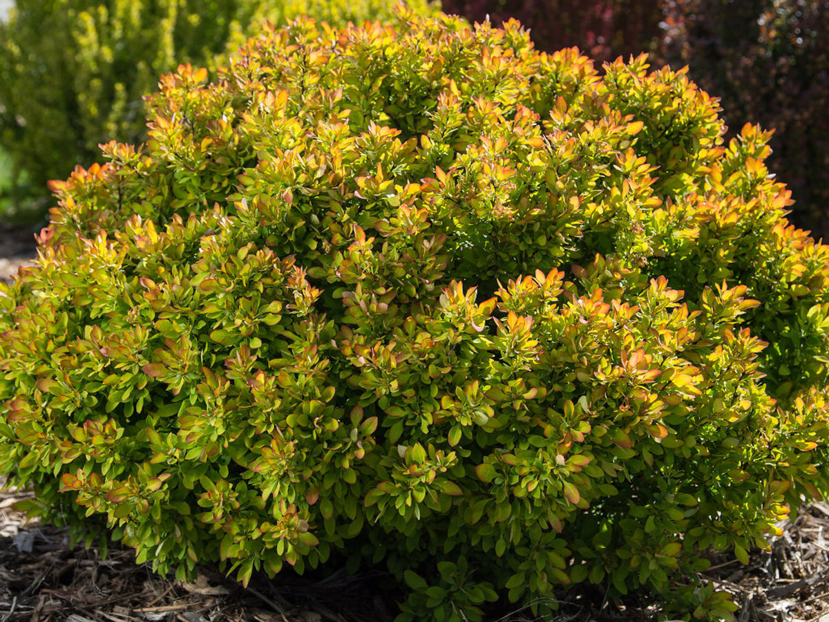 LIMONCELLO  BARBERRY 3gal