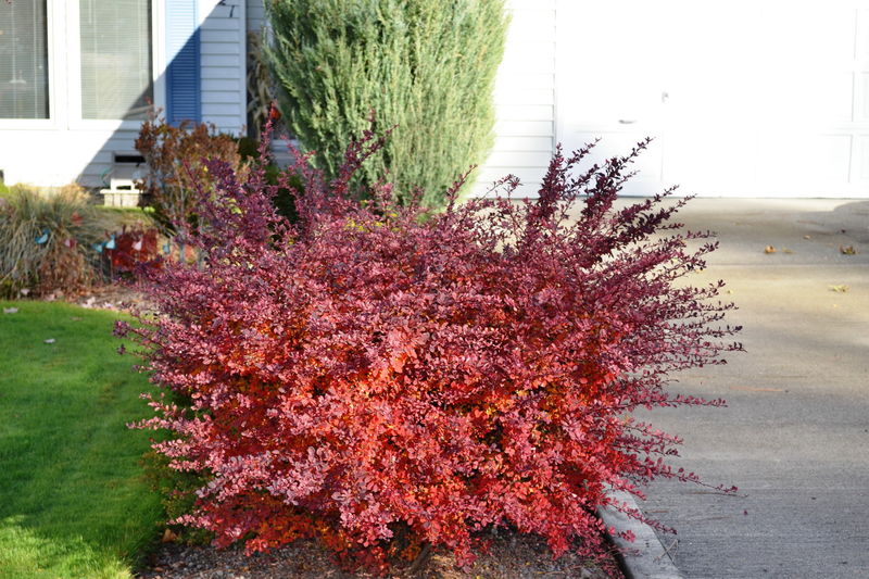 CHERRY BOMB BARBERRY 2gal