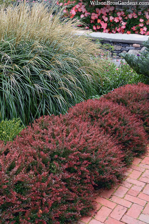 WorryFree® Crimson Cutie® Barberry (Berberis thunbergii 'Crimson Cutie') - 2 gallon 10"