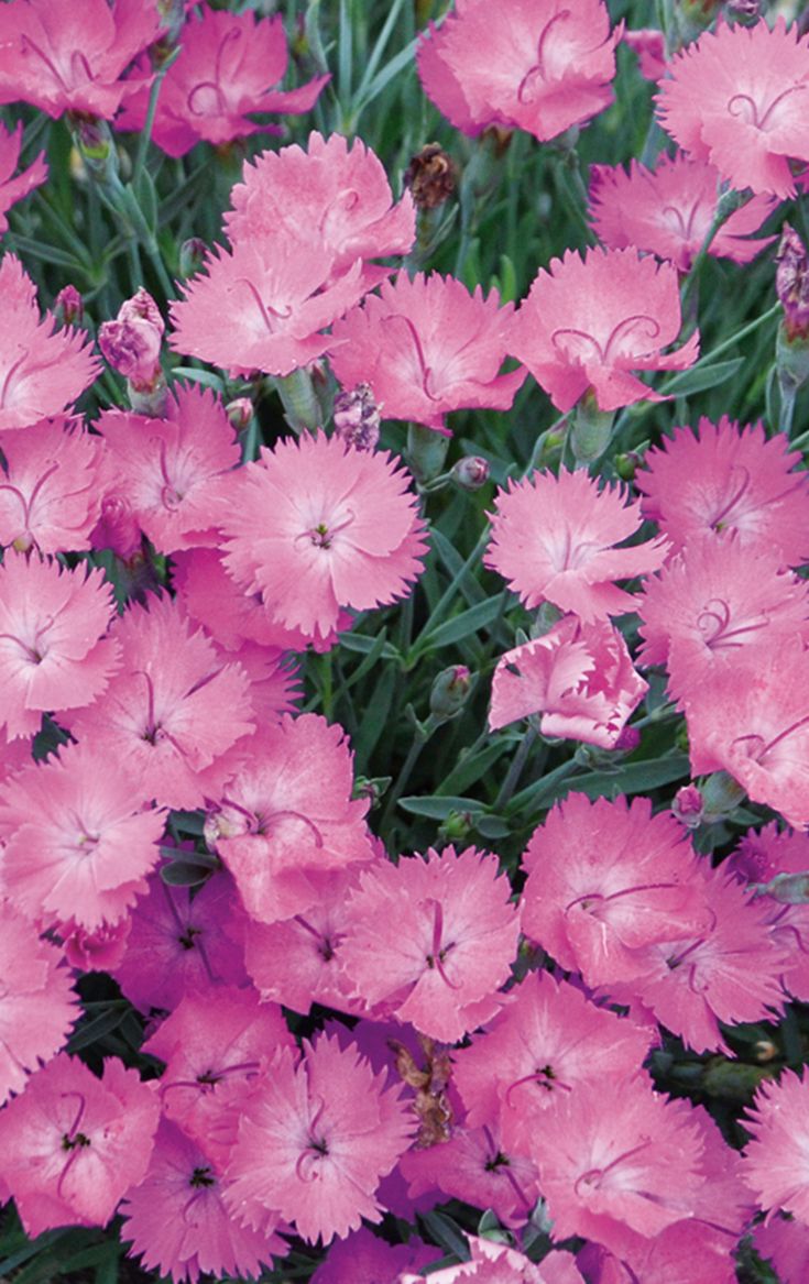 'Paint the Town Fuchsia' Pinks (DIANTHUS PAINT THE TOWN FUCHSIA) - 1 gallon