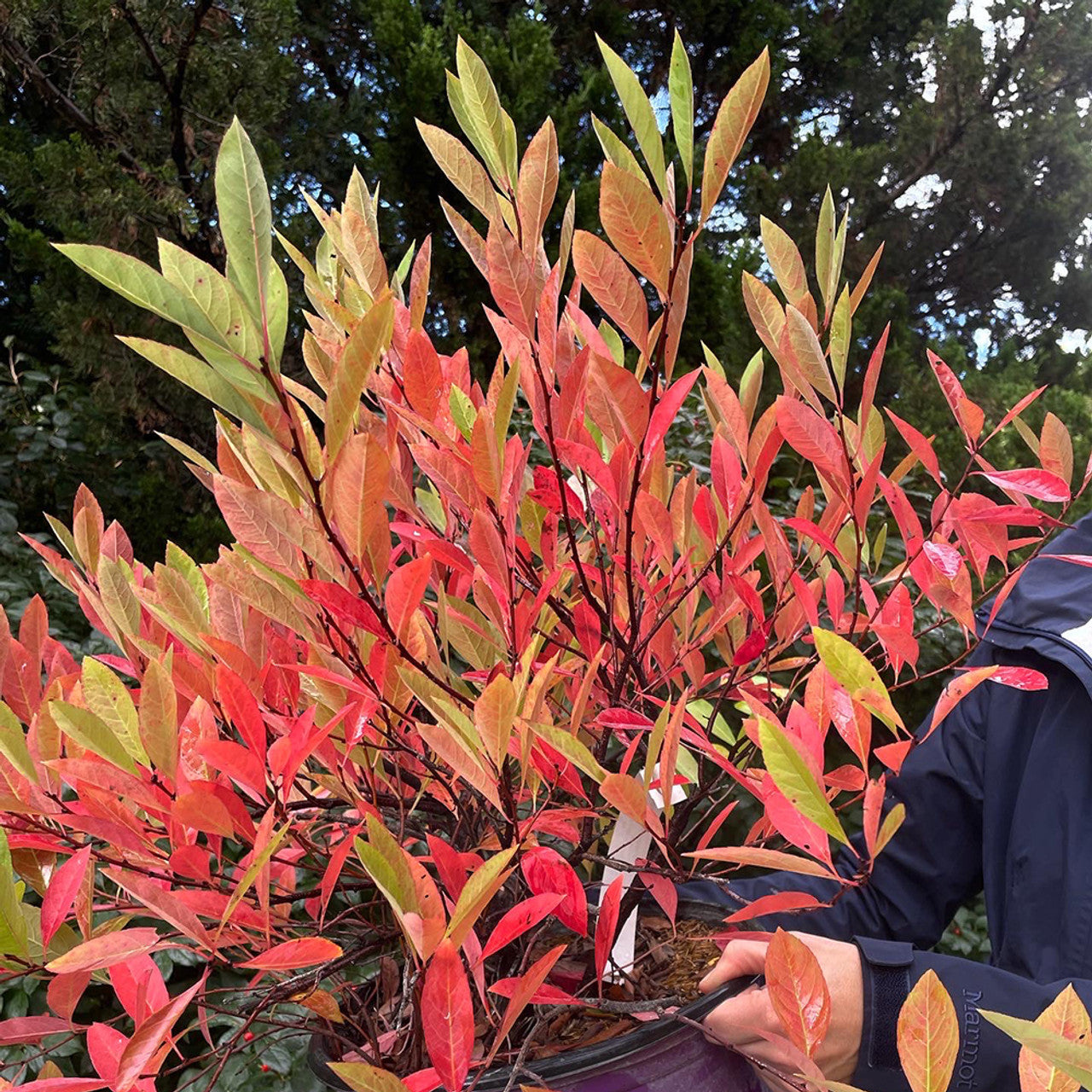 JADE PARADE SAND CHERRY 2gal