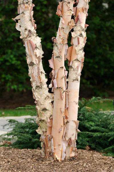 HERITAGE BIRCH TREE 5gal