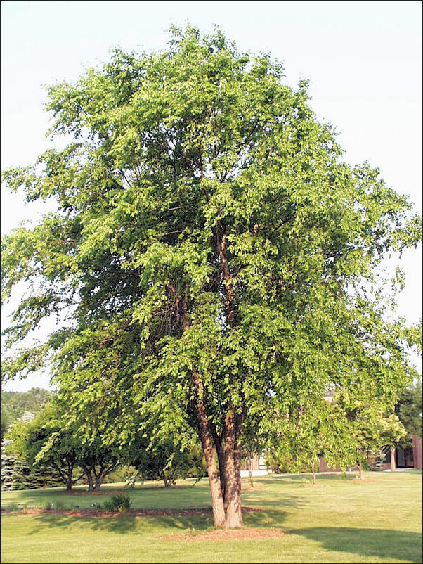 RIVER BIRCH TREE CLUMP 5gal