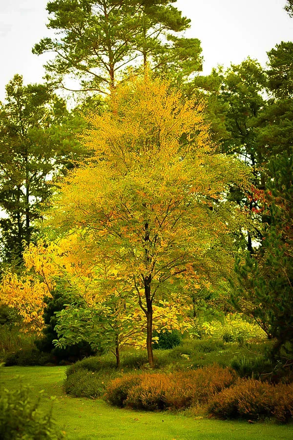 HERITAGE BIRCH TREE 5gal