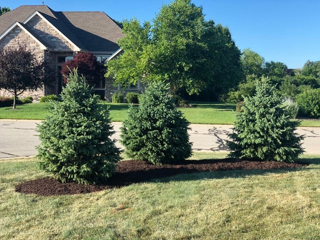 BLACK HILLS SPRUCE TREE 5gal