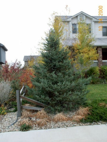 BLACK HILLS SPRUCE TREE 5gal