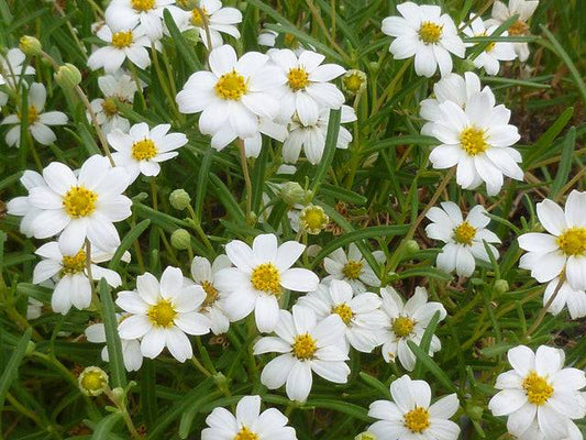 BLACKFOOT DAISY 1gal