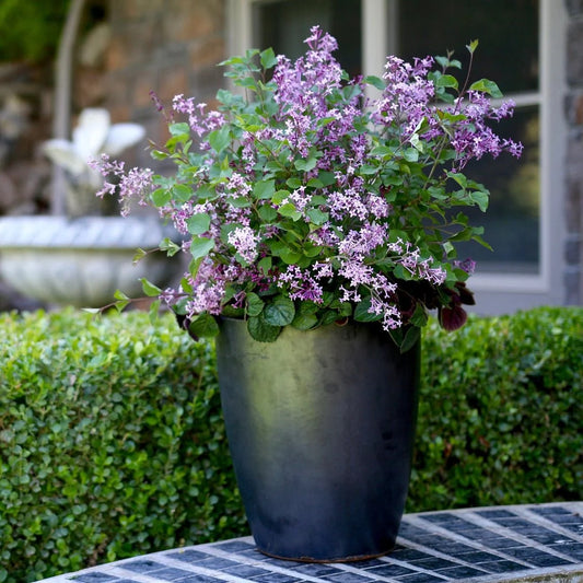 Bloomerang® Dark Purple Lilac (SYRINGA X BLOOMERANG® DK PURPLE) - 3 gallon 15"