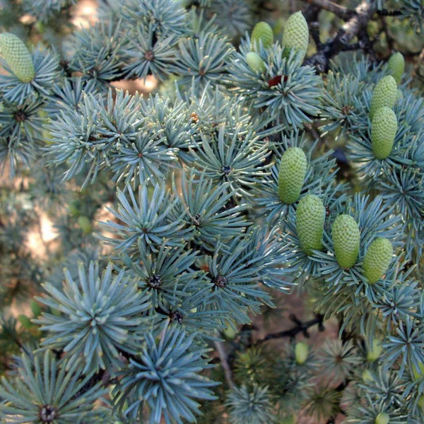 BLUE ATLAS CEDAR 7gal