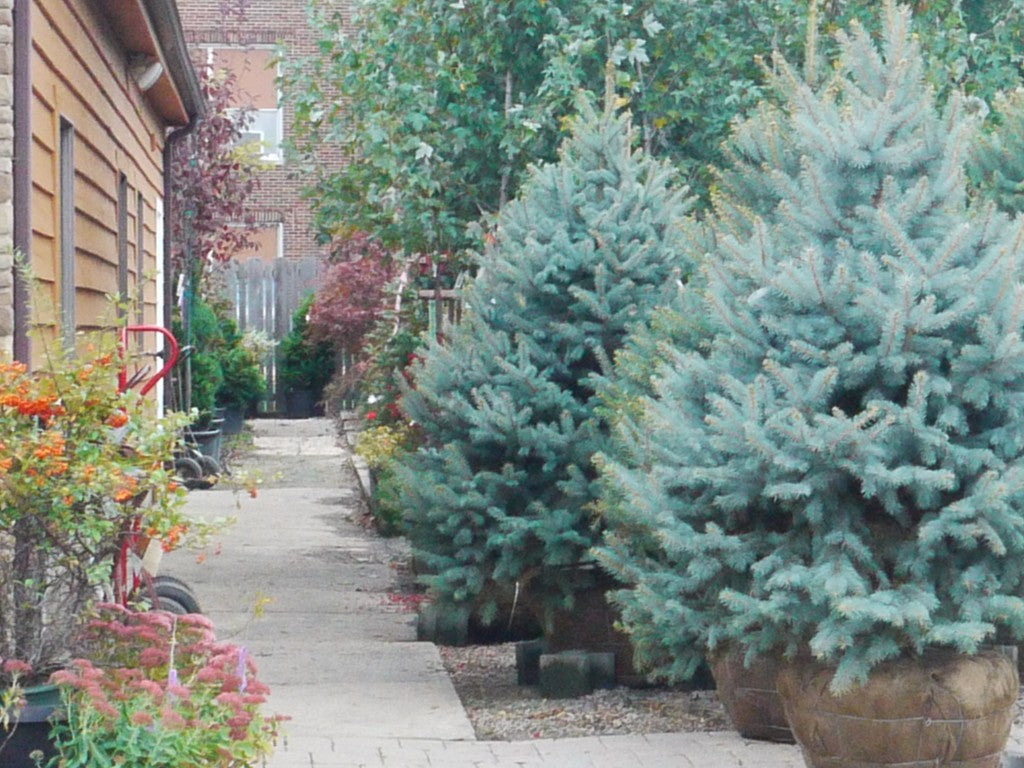 BACHERI SPRUCE TREE 5gal