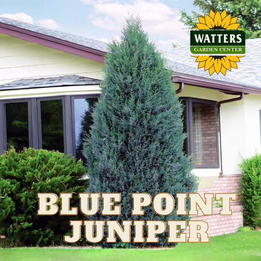 BLUE POINT JUNIPER 5gal