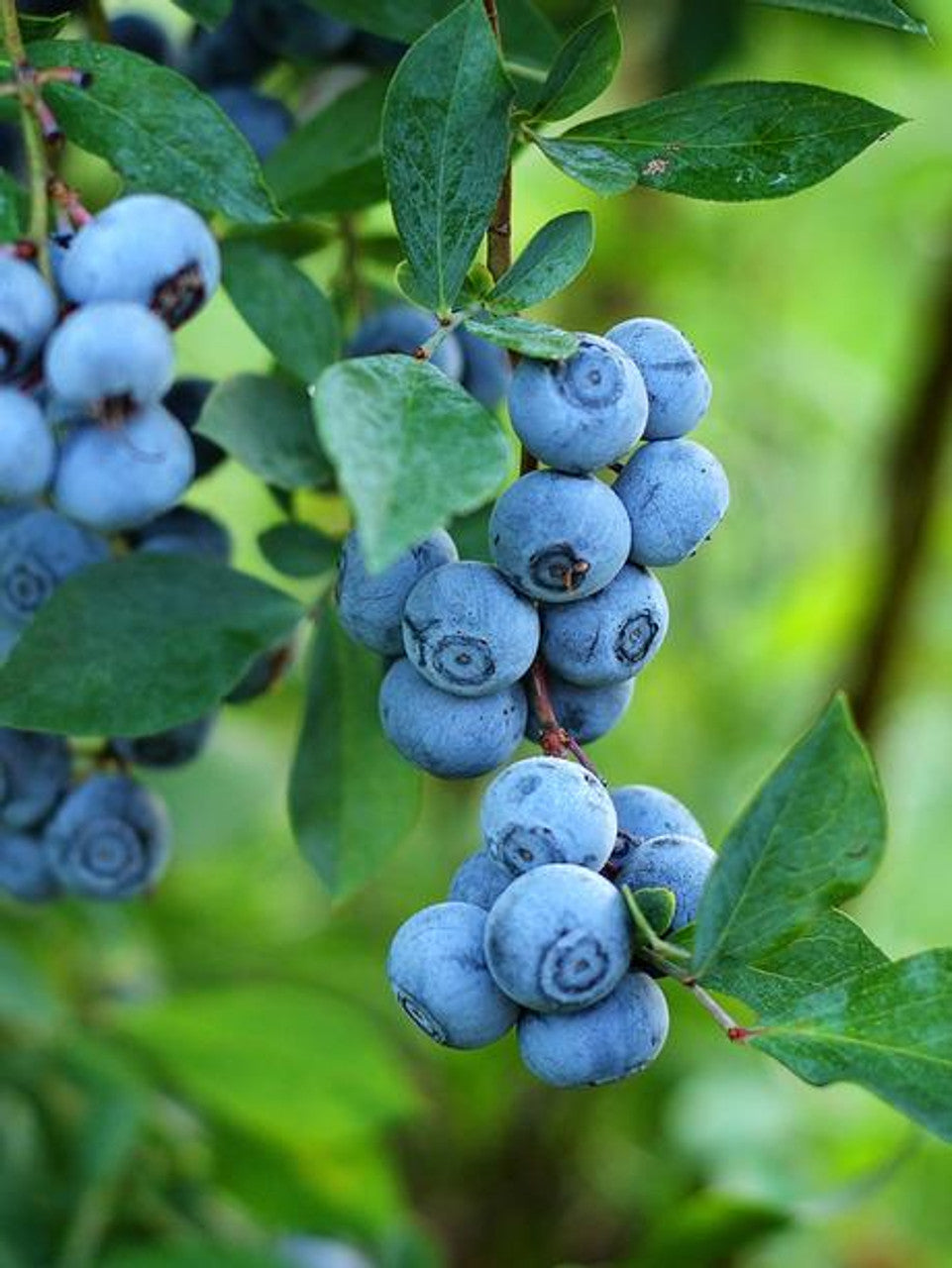 BOUNTIFUL BLUE BLUEBERRY 2gal