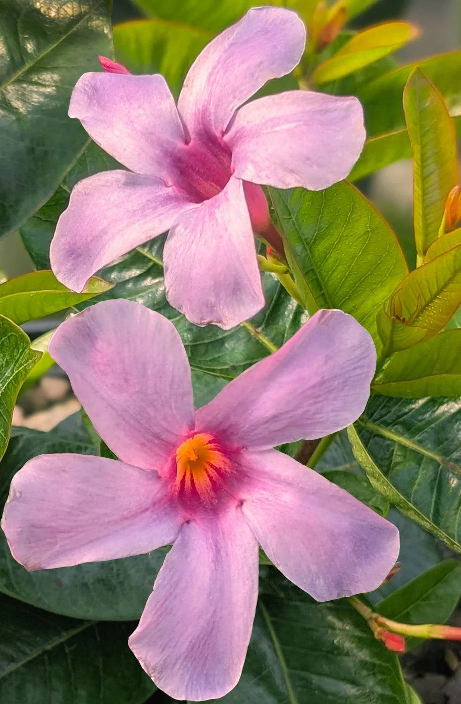 BLUEPHORIA MANDEVILLA 2gal