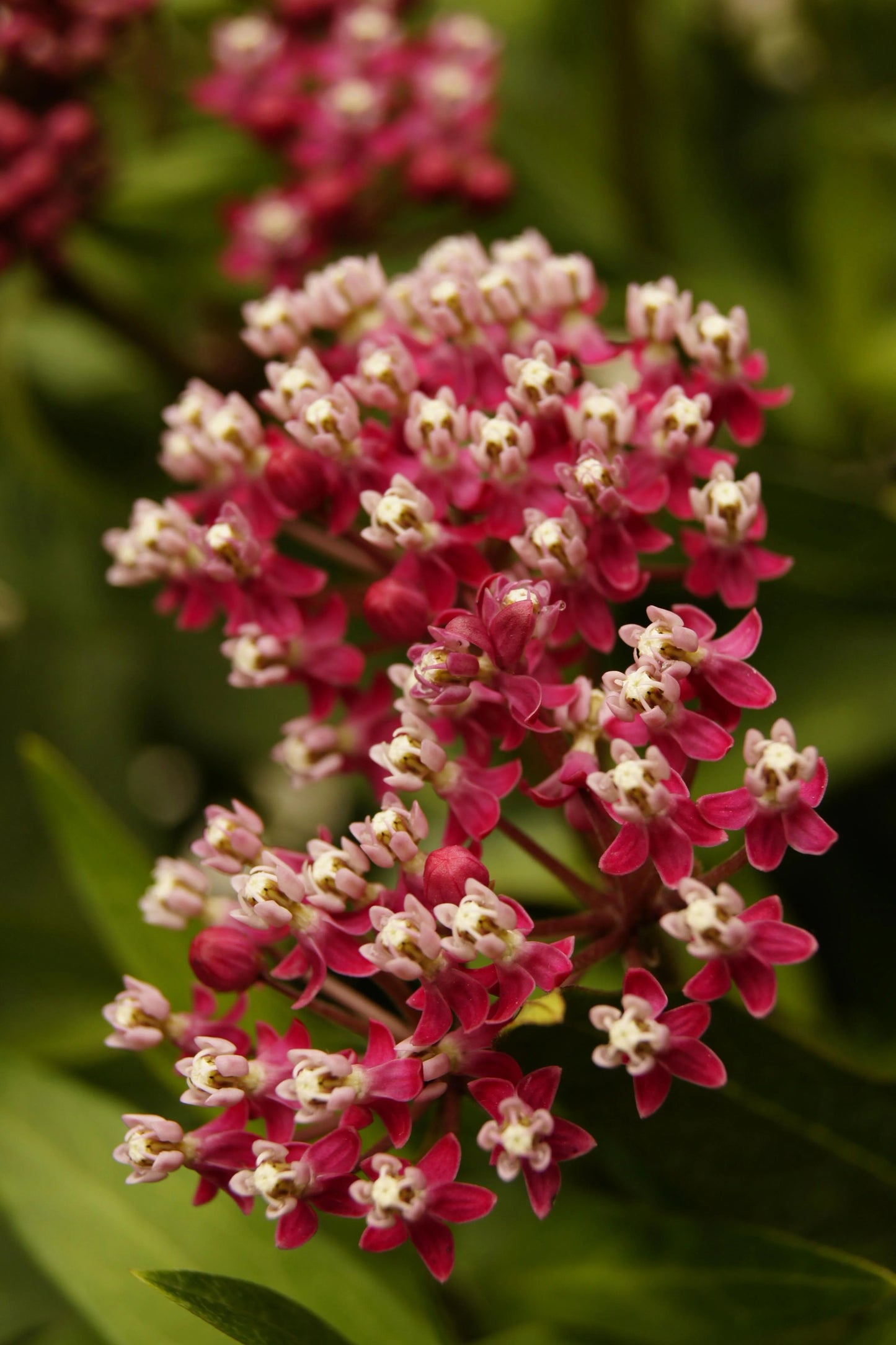 SOULMATE MILKWEED