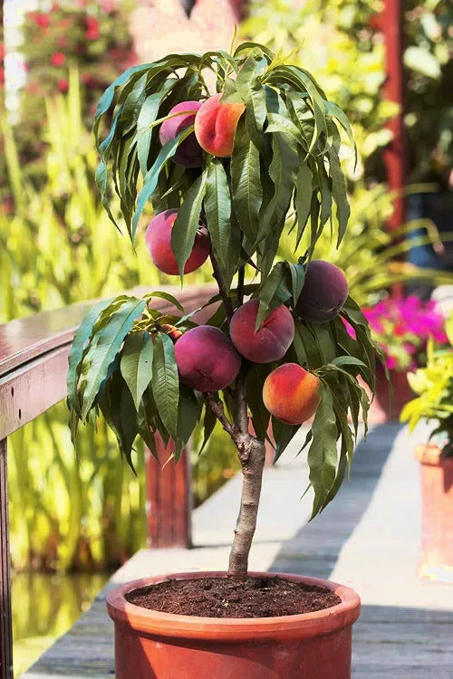 BONFIRE PEACH TREE DWARF 7gal