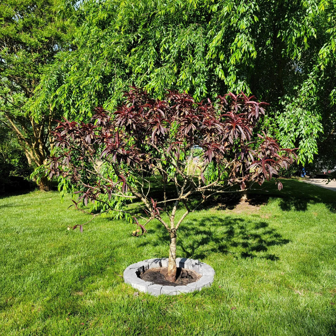 RED BONFIRE PEACH 10gal