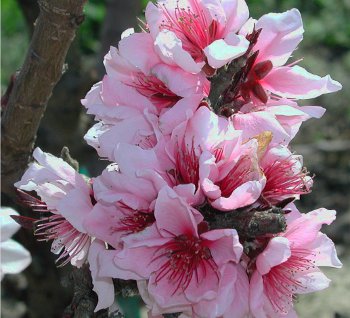 RED BONFIRE PEACH 10gal