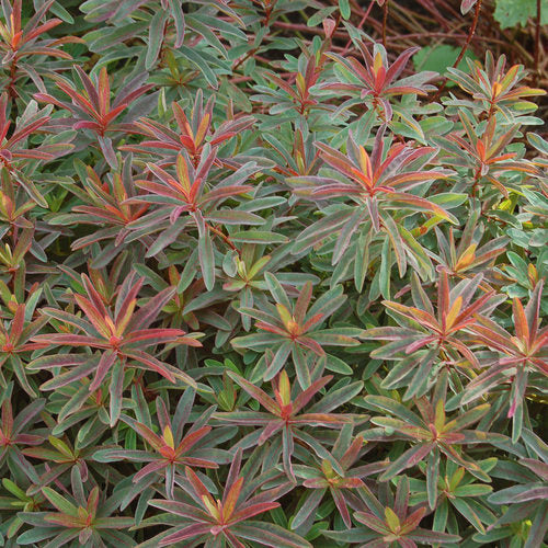 BONFIRE EUPHORBIA 1gal