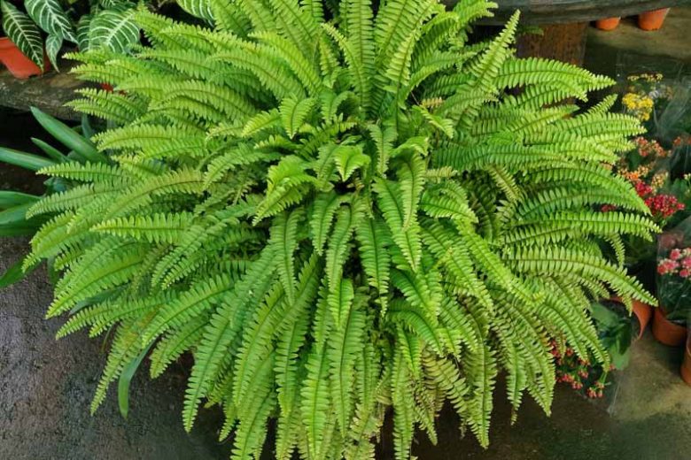 BOSTON FERN 6in