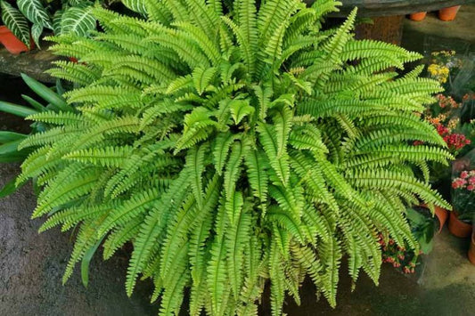 BOSTON FERN 6in