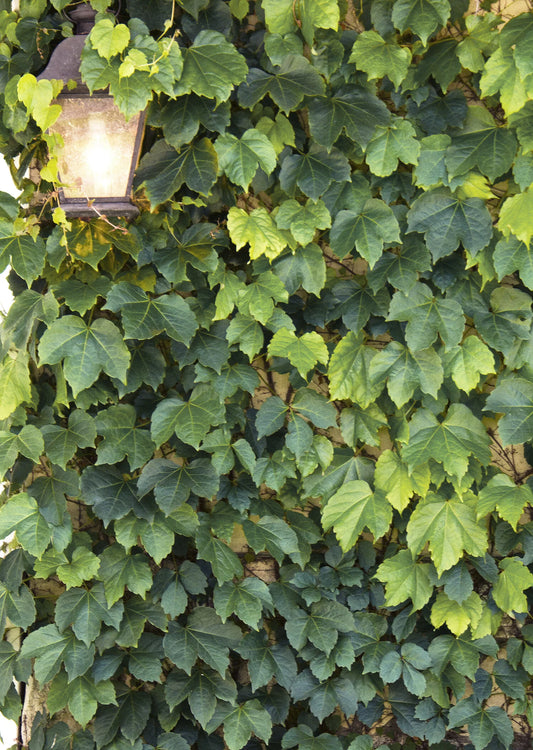 GREEN SHOWERS BOSTON IVY 2gal