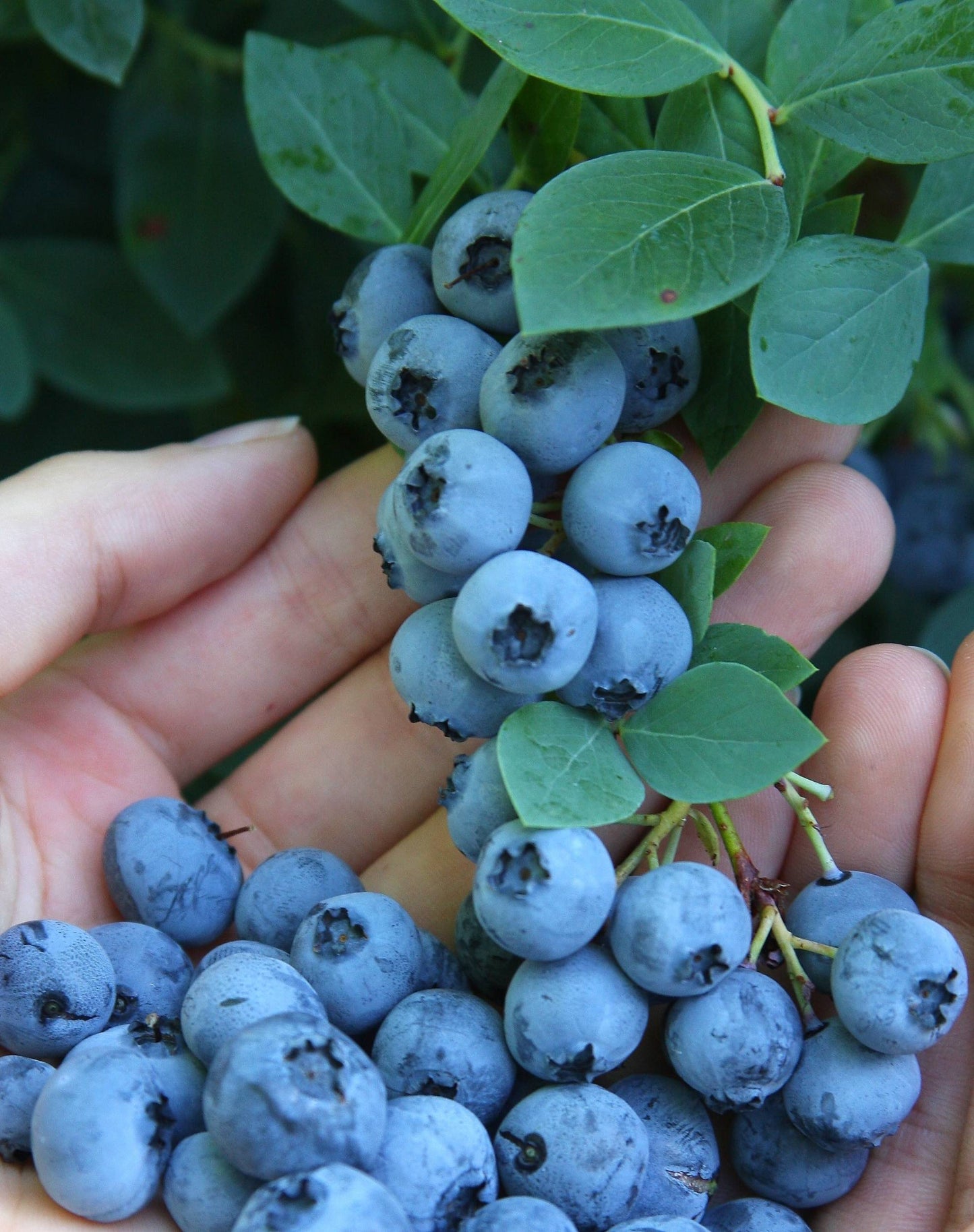BOUNTIFUL BLUE BLUEBERRY 2gal