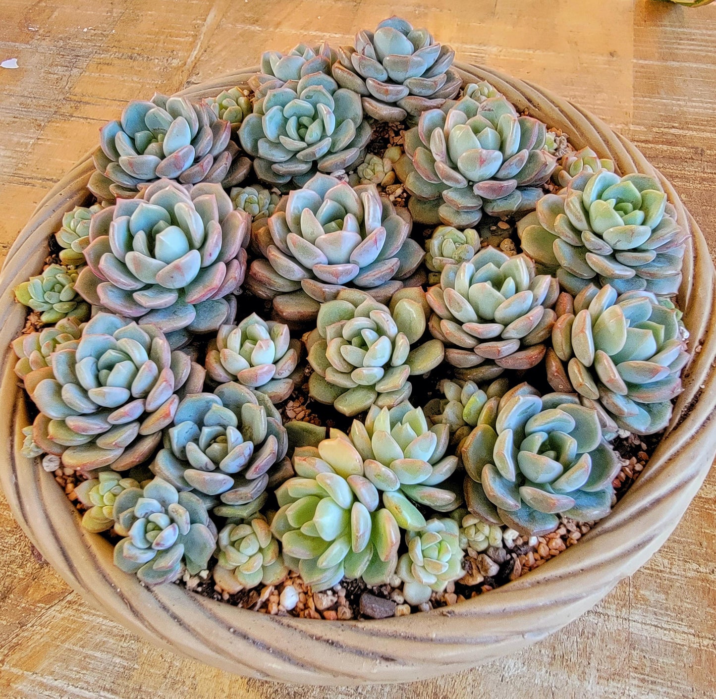 Grim One Graptoveria