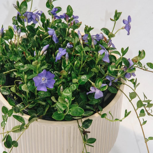 Bowles Dwarf Periwinkle (VINCA MINOR BOWLES) - 1 gallon