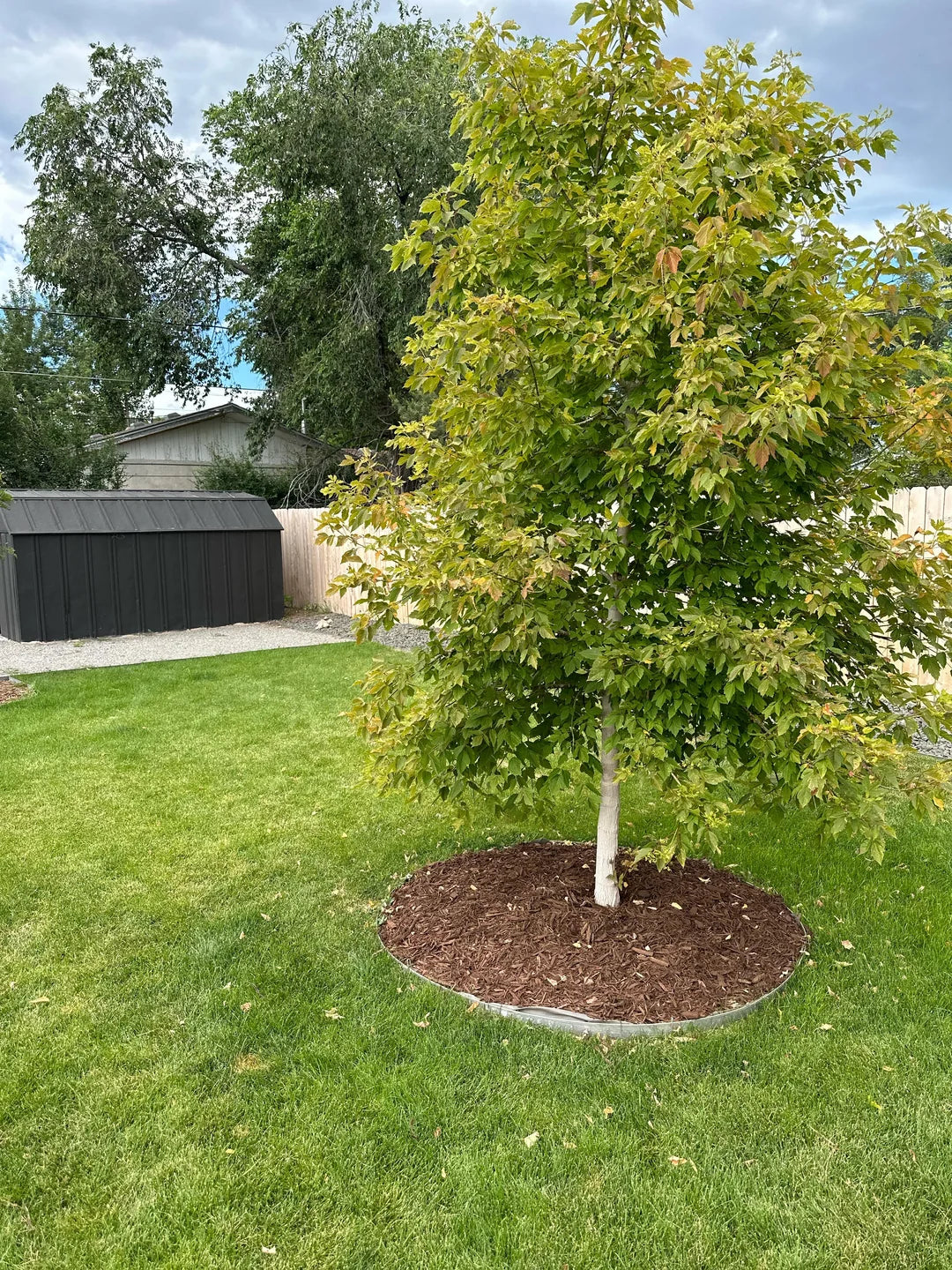 SENSATION BOXELDER MAPLE 15gal