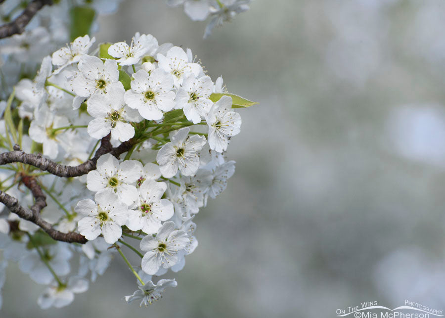 BRADFORD FLOWERING PEAR TREE 15gal